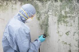 Reliable Paris, KY Mold Removal Solutions